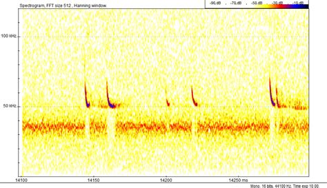 Echolocation - Bat Conservation Ireland