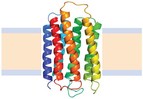 Biomolecules | Free Full-Text | Kinetics and Thermodynamics of Membrane Protein Folding