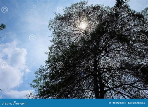 Tree Silhouette on the Sky Background Stock Photo - Image of look ...