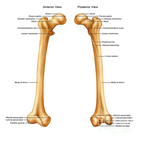 Femur, Anterior And Posterior View Greeting Card for Sale by Gwen Shockey