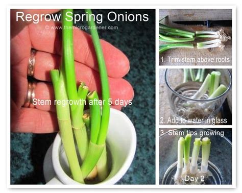 Guide to Growing Spring Onions: Everything you need to know! | Recipe ...