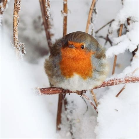 The European robin (Erithacus rubecula) on a winter day by Elena ...