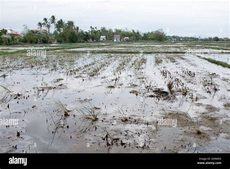 Paddy field worker vietnam hi-res stock photography and images - Alamy