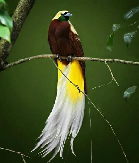 Bukan Cuma Komodo dan Orang Utan, Inilah Hewan yang Hanya Ada di Indonesia, Salah Satunya Burung ...