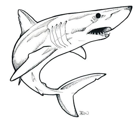 shark line drawing - Google Search | Shark drawing, Shark drawing easy, Shark tattoos