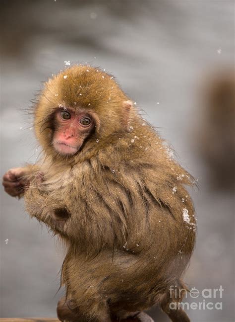 Japanese Macaque Baby At An Onsen At Yamanouchi Japan Photograph by ...