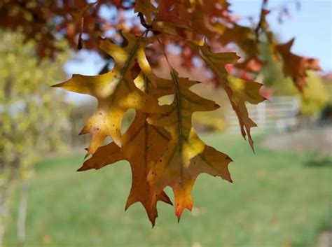 16 Common Types of Oak Trees in Florida (Including Native)