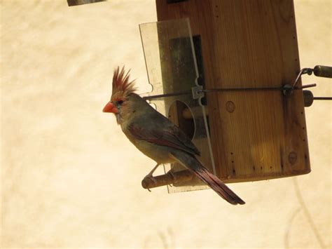 Cardinal Feeder – wildbirdsonline