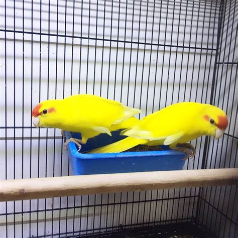 Parrots For Sale in Melbourne | CALL 1300 MY BIRD