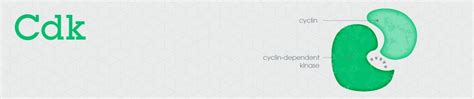 Cdk-cyclin, effectors and the cell cycle | Abcam