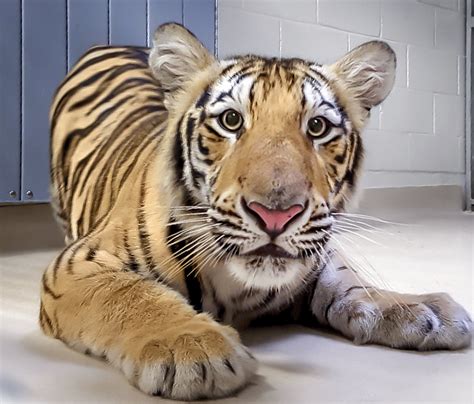 LSU’s potential new live tiger mascot arrives on campus - Baton Rouge ...