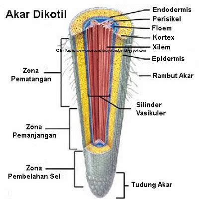 STRUKTUR DAN FUNGSI JARINGAN/ORGAN PADA TUMBUHAN