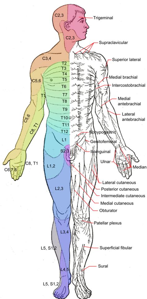 Cervical Nerves Innervation