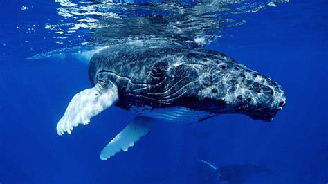 Black whale, whale, humpback whale, animals HD wallpaper | Wallpaper Flare