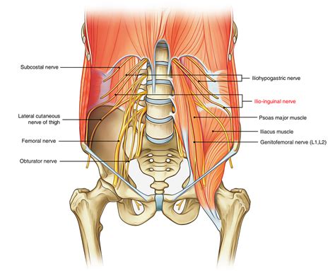 Ilioinguinal Nerve – Earth's Lab