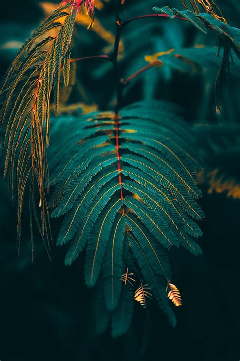 Dark, green leaves, leaf, HD phone wallpaper | Peakpx