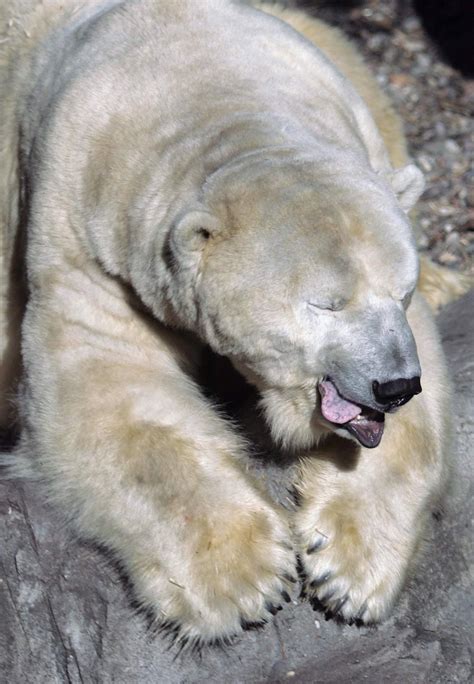 Gus, the Depressed Central Park Polar Bear, Dead at 27