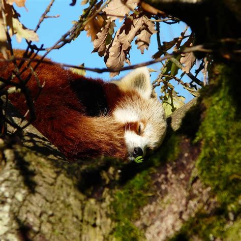 Award Winning Cumbria Zoo in Keswick | Lake District Wildlife Park