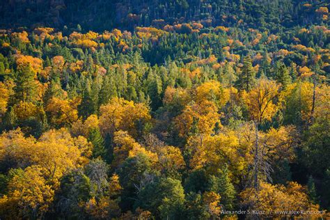 Palomar Mountain in Fall | Alexander S. Kunz Photography