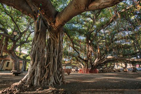 Interesting Trees Around the World | Mental Floss