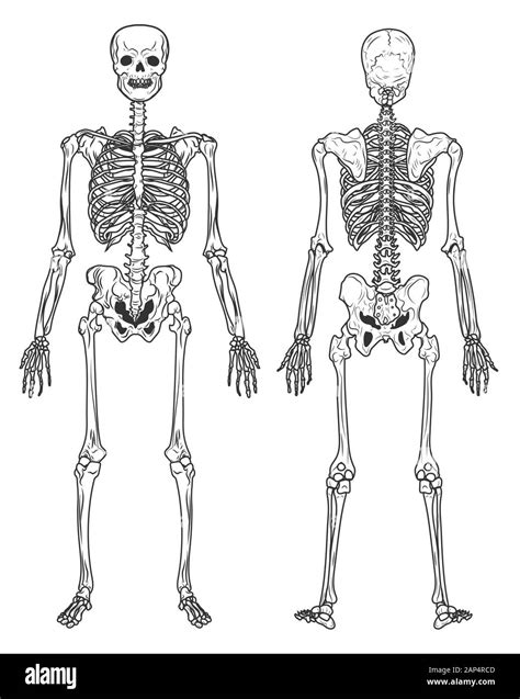 Human Bone Anatomy, Human Skeleton Png Images Pngwing : Newborn babies ...