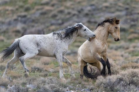 Wild Horse Photography – Two Stallions in a Fight – Onaqui Wild Horses | Photography of Wild ...