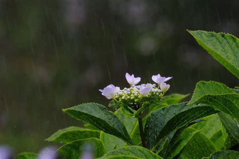 雨に咲く花 | GANREF