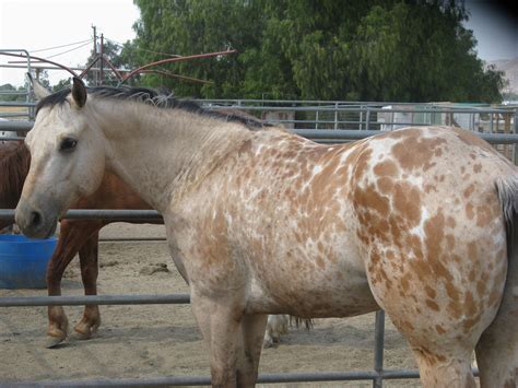 Appaloosa Buckskin Gypsy Vanner - 2018 Buckskin Appaloosa Mare ...