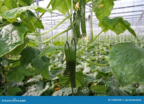 Cucumbers in Greenhouse stock photo. Image of holland - 13849248