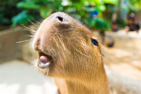 Capybara Facts - CRITTERFACTS