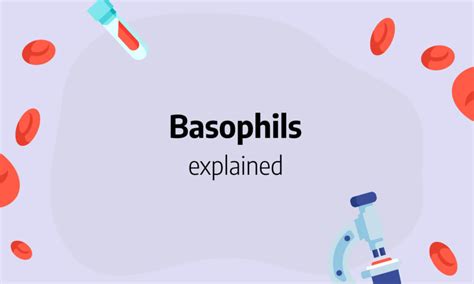 Basophils: function, absolute count, low, high and normal range