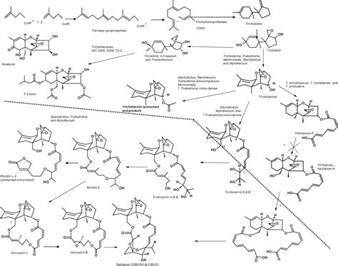 Overview of putative pathways of trichothecene biosynthesis. Trichodiol ...