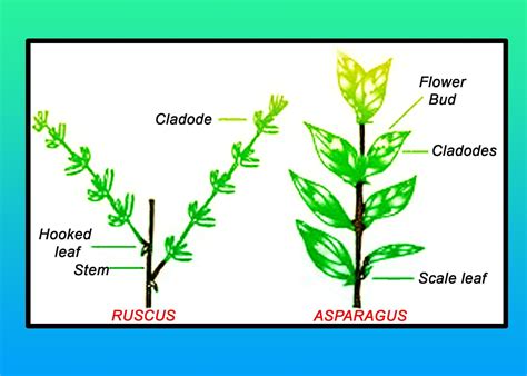 Cladode