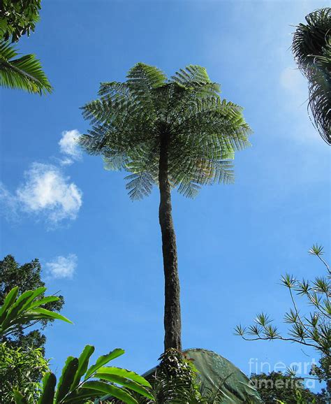 Tall Scaly Tree Fern, Cairns Botanic Gardens, Queensland. Photograph by Rita Blom