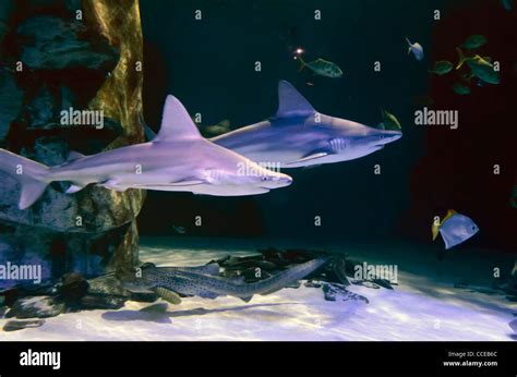 Sharks at the Sea Life London Aquarium Stock Photo - Alamy