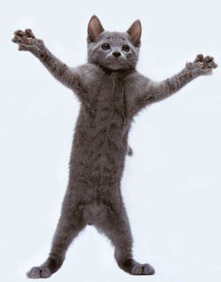 Dancing Cat GIFs - Get the best GIF on GIPHY