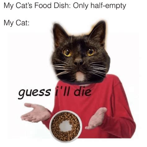 So dramatic : r/Catmemes