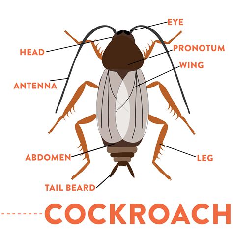 Anatomy Of Cockroach Periplaneta Americana Digestive