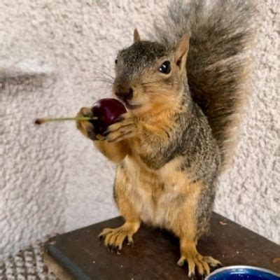 Can Squirrels Eat Dried Fruit? – Pet Brilliant.com