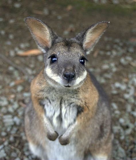 Cute Wallaby | Cute baby animals, Cute animals, Animals beautiful