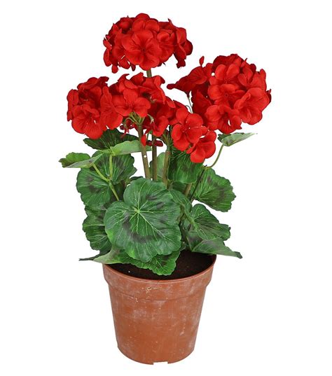 Bright Ideas Spring 18'' Potted Geranium Arrangement - Red | Geraniums red, Potted geraniums ...