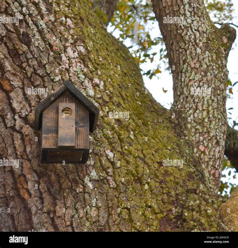 A Bird House hanging on a tree trunk at Mead Botanical Garden in ...