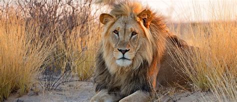 A Grand Kalahari Safari: An Immersive Journey Through Nature's Mystique ...