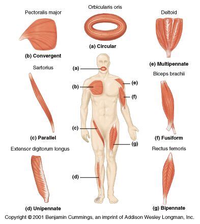 Muscle Mechanics: Fascicle Arrangement | Muscle mechanics, Types of ...