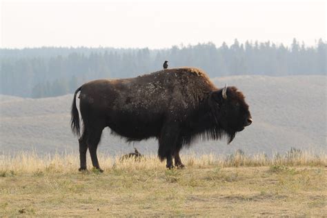 Start Treating Yellowstone Bison the Way They Deserve - CounterPunch.org