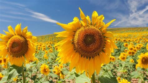 Los 4 campos de girasoles (seguramente) más bellos del mundo - Viajar