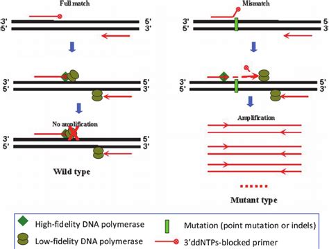 Principle of the modified proofreading PCR (PR-PCR) method for mutation... | Download Scientific ...