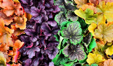 A complete growing guide to Heuchera – Cade Street Nursery