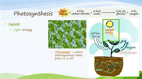 Producers and Photosynthesis - YouTube