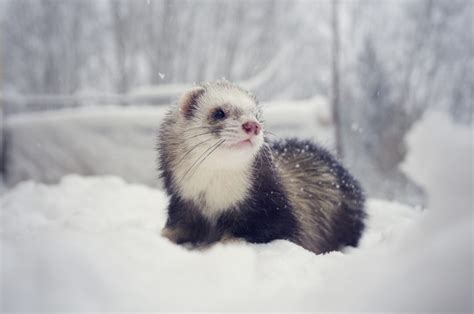 What Is the Natural Habitat of a Ferret? – Impressive Nature